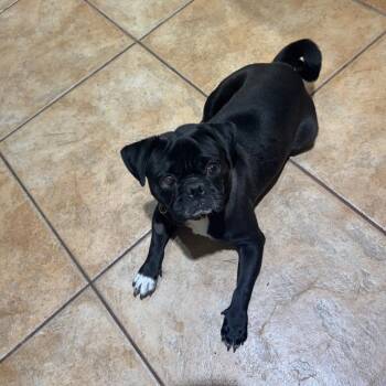 Pikachu -  Pug Dog for Adoption in Las Vegas, Nevada - Pikachu | PetCurious