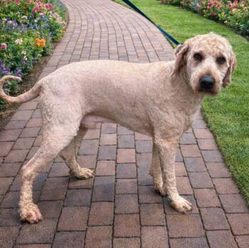 Goldendoodle Dogs Available for Adoption - Koda | PetCurious