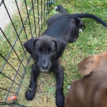 Luna -  Labrador Retriever and Hound Dog for Adoption in Holiday Hills, Illinois - Luna | PetCurious