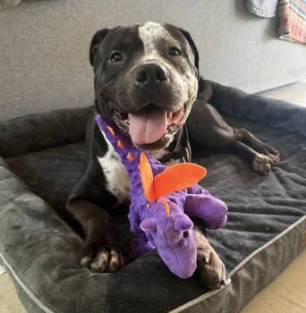 Cookyz N Cream -  Mixed Breed and Pit Bull Terrier Dog for Adoption in Austin, Texas - Cookyz N Cream | PetCurious