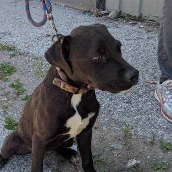 Elodie -  Pit Bull Terrier and Black Labrador Retriever Dog for Adoption in East St. Louis, Illinois - Elodie | PetCurious