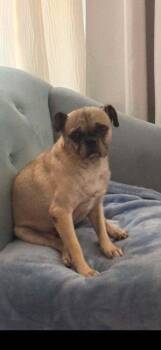 Watson -  Pug Dog for Adoption in Eagle, Idaho - Watson | PetCurious