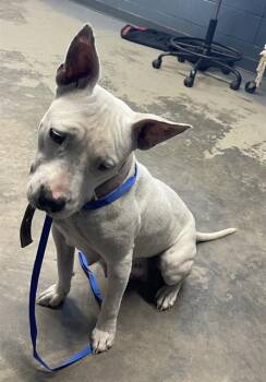 Pit Bull Terrier and Mixed Breed Dogs Available for Adoption - CLAIRE | PetCurious