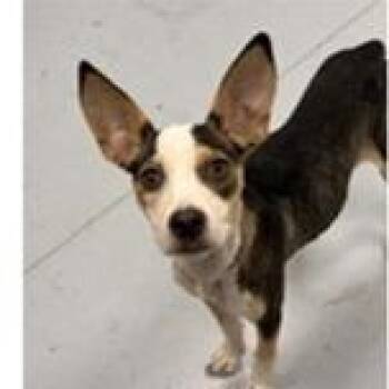 Patsy -  Terrier Dog for Adoption in Clearwater, Florida - Patsy | PetCurious