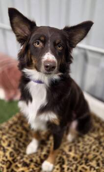 Lillith -  Australian Shepherd Dog for Adoption in Racine, Wisconsin - Lillith | PetCurious