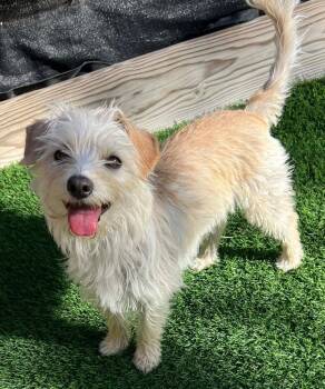 Terrier Dogs Available for Adoption in Lake Forest, California - Patsy | PetCurious