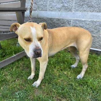 Pit Bull Terrier Dogs Available for Adoption in Long Beach, California - MELODY | PetCurious