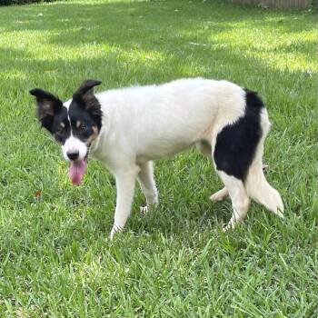 Rosie AKA Kiwi -  Border Collie Dog for Adoption in Livingston, Texas - Rosie AKA Kiwi | PetCurious