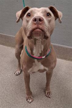 POSEY -  Pit Bull Terrier Dog for Adoption in Las Vegas, Nevada - POSEY | PetCurious