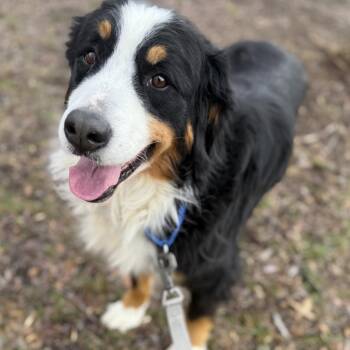 Bernese Mountain Dog Dogs Available for Adoption - Juniper | PetCurious