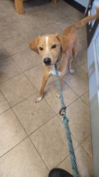 Rescue Retriever Dogs for Adoption in Marion, Ohio - Viking | PetCurious