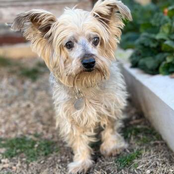 Jace -  Yorkshire Terrier Dog for Adoption in Houston, Texas - Jace | PetCurious
