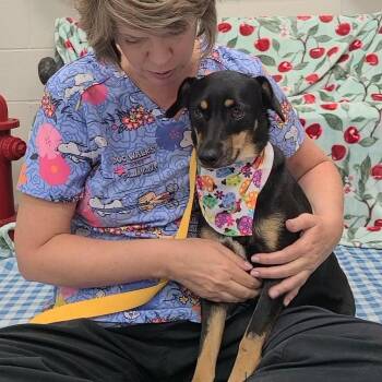 Tortellini -  Miniature Pinscher Dog for Adoption in Woolwich, Maine - Tortellini | PetCurious