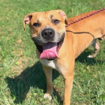 Tornado Stray Hold 9/7 -  Mixed Breed Dog for Adoption in Huntington, West Virginia - Tornado Stray Hold 9/7 | PetCurious