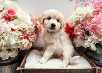 Labrador Retriever and Great Pyrenees Dogs Available for Adoption in Newberg, Oregon - Langdon | PetCurious