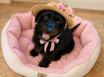 Poodle and Labrador Retriever Dogs Available for Adoption in Mount Laurel Township, New Jersey - Mini Doodle | PetCurious