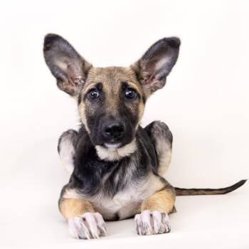 Magenta -  Mixed Breed Dog for Adoption in Franklin, Tennessee - Magenta | PetCurious