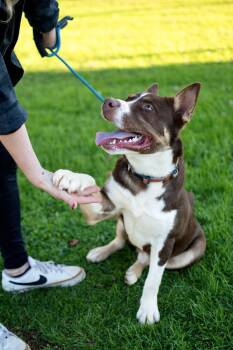 Monte -  Husky Dog for Adoption in Frankfort, New York - Monte | PetCurious