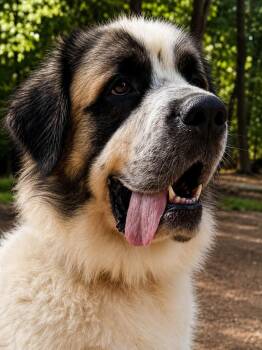 Panda -  Great Pyrenees and Saint Bernard Dog for Adoption in Claremont, North Carolina - Panda | PetCurious