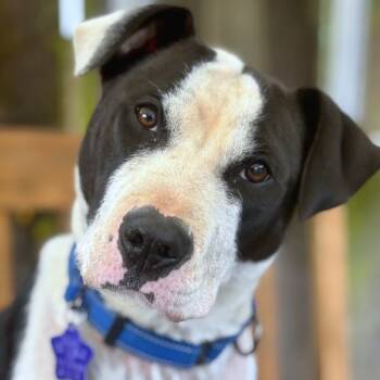 Rescue Mixed Breed Dogs for Adoption in San Francisco, California - Burlie | PetCurious