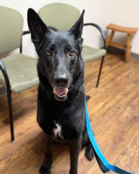 German Shepherd Dog Dogs Available for Adoption - Patch | PetCurious