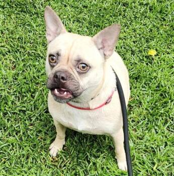 Mozari -  French Bulldog and Pug Dog for Adoption in Oakland, California - Mozari | PetCurious