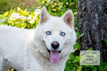 IVORY -  Husky Dog for Adoption in Shelton, Washington - IVORY | PetCurious