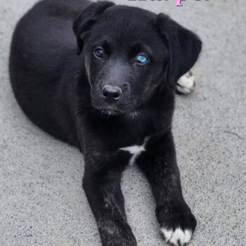 Rescue Pit Bull Terrier and Labrador Retriever Dogs for Adoption in Rochester, Washington - Harper | PetCurious