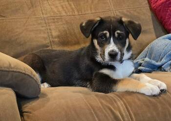 Fred -  Chihuahua and Border Collie Dog for Adoption in Harlingen, Texas - Fred | PetCurious
