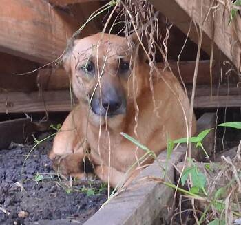 Rescue Belgian Shepherd Malinois Dogs for Adoption in Longview, Texas - Tria | PetCurious