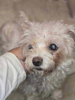 Holly Dolly -  Poodle Dog for Adoption in Aurora, Colorado - Holly Dolly | PetCurious