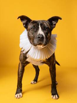 Amelia -  Mixed Breed Dog for Adoption in Atlanta, Georgia - Amelia | PetCurious