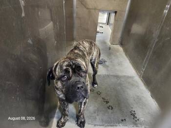 ENZO -  Mastiff Dog for Adoption in Santa Cruz, California - ENZO | PetCurious