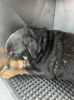 BITE DOG -  Rottweiler and Mixed Breed Dog for Adoption in Dallas, Texas - BITE DOG | PetCurious