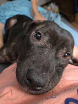 Serenity -  Mixed Breed Dog for Adoption in Lutz, Florida - Serenity | PetCurious