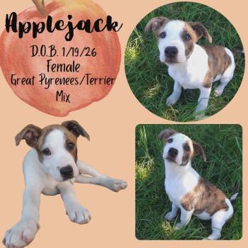 Great Pyrenees and Terrier Dogs Available for Adoption in Caldwell, Texas - Applejack | PetCurious