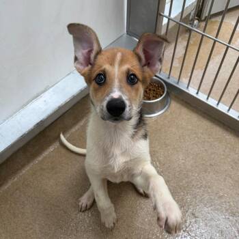 Ansley -  Shepherd and Mixed Breed Dog for Adoption in Corpus Christi, Texas - Ansley | PetCurious