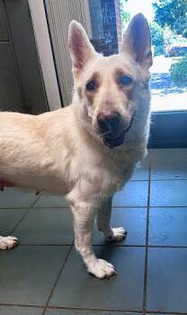 Mixed Breed Dogs Available for Adoption in Nashville, Tennessee - Samba | PetCurious