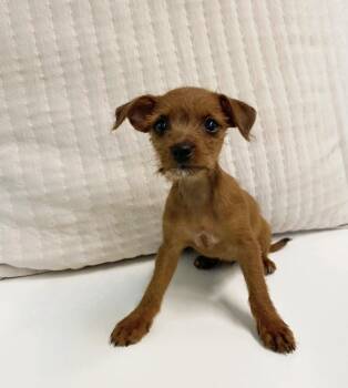 Rescue Mixed Breed Dogs for Adoption in Los Angeles, California - Ella | PetCurious