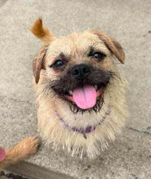 Pug and Border Terrier Dogs Available for Adoption in Warren, Michigan - Simon | PetCurious