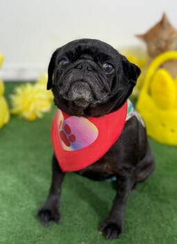 Pug and Mixed Breed Dogs Available for Adoption in Carlsbad, California - Fiona | PetCurious