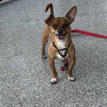 Gryphon -  Chihuahua and Mixed Breed Dog for Adoption in Jupiter, Florida - Gryphon | PetCurious