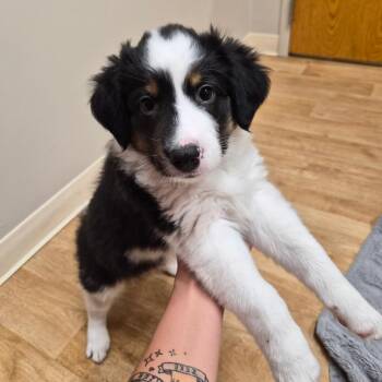 Mac -  Mixed Breed Dog Available for Adoption in Woodstock, Illinois - Mac | PetCurious