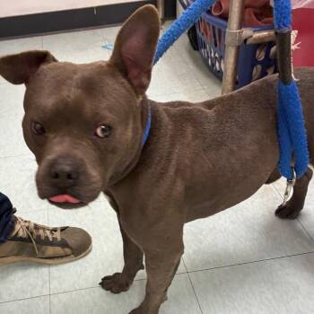 Duston -  Mixed Breed Dog for Adoption in Philadelphia, Pennsylvania - Duston | PetCurious