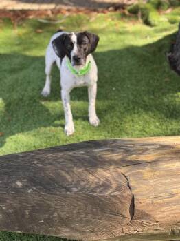 Mixed Breed Dogs Available for Adoption in Pawleys Island, South Carolina - Lee | PetCurious