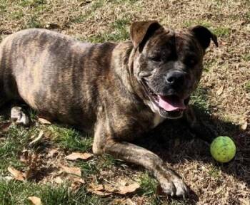 Anari -IN FOSTER -  Mixed Breed Dog for Adoption in Chamblee, Georgia - Anari -IN FOSTER | PetCurious