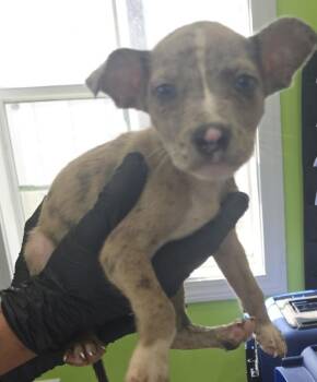 Norman -  Pit Bull Terrier Dog for Adoption in Cleveland, Tennessee - Norman | PetCurious
