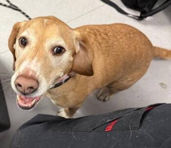 Mixed Breed Dogs Available for Adoption in West Chester, Pennsylvania - Bella | PetCurious