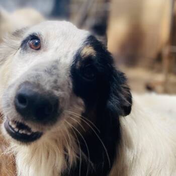 Border Collie Dogs Available for Adoption - Birch PC | PetCurious