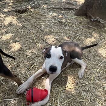 Rescue Mixed Breed Dogs for Adoption in Seguin, Texas - Spot | PetCurious